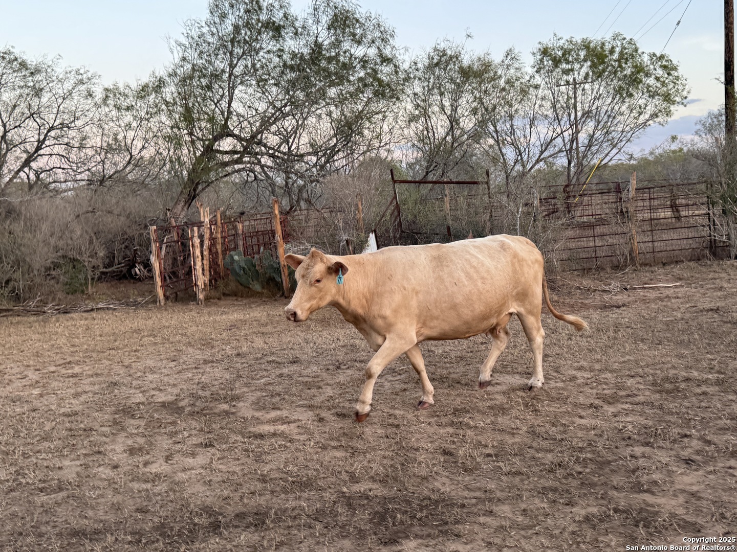 Property Photo:  Tbd Fm 1681  TX 78160 