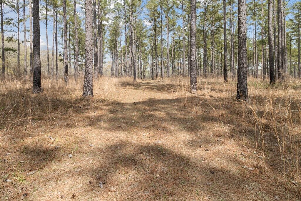 Property Photo:  14 Pine Ridge Drive  GA 30417 