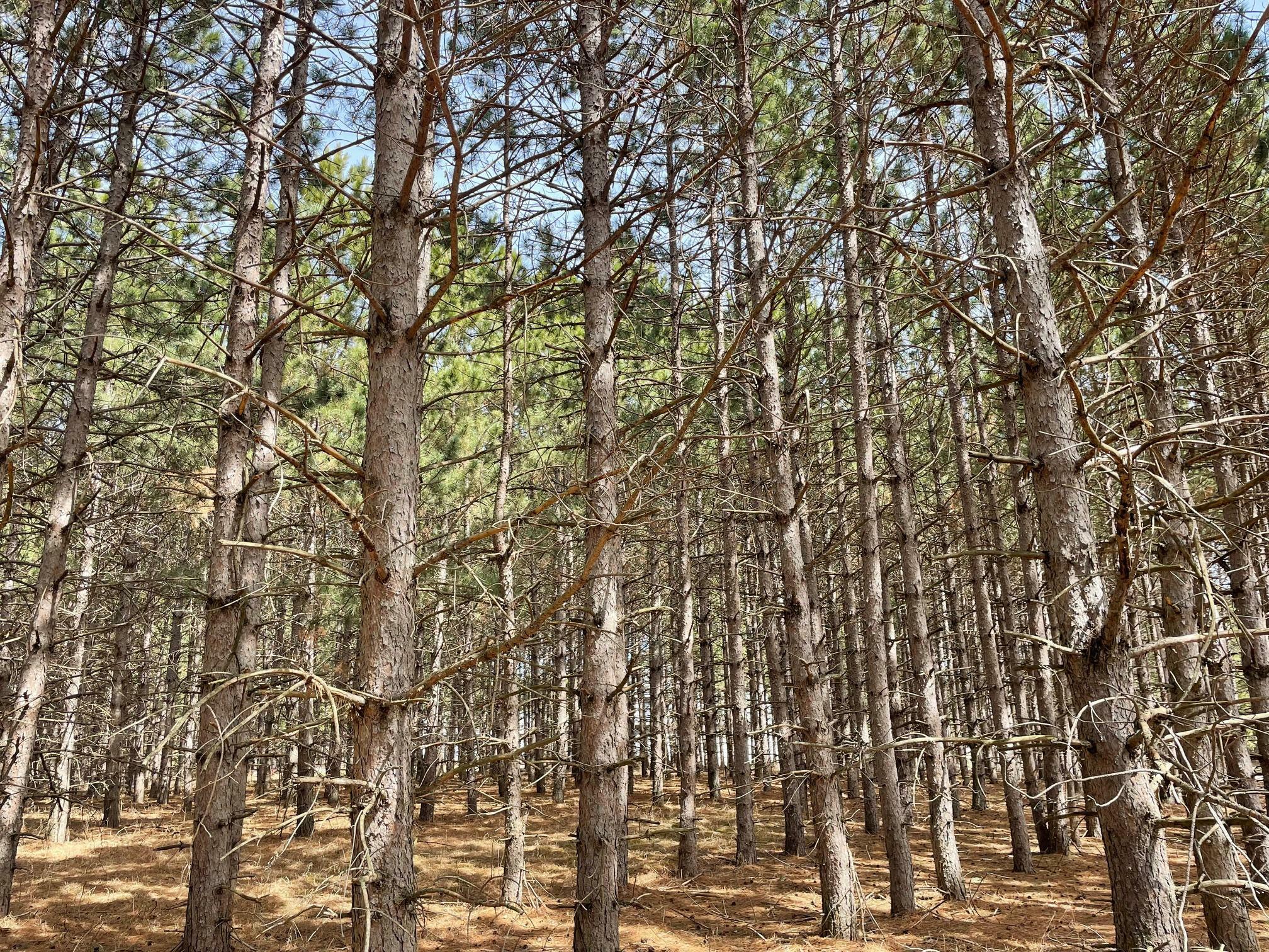 Property Photo: Xxxx Emerald Court NE MN 56319