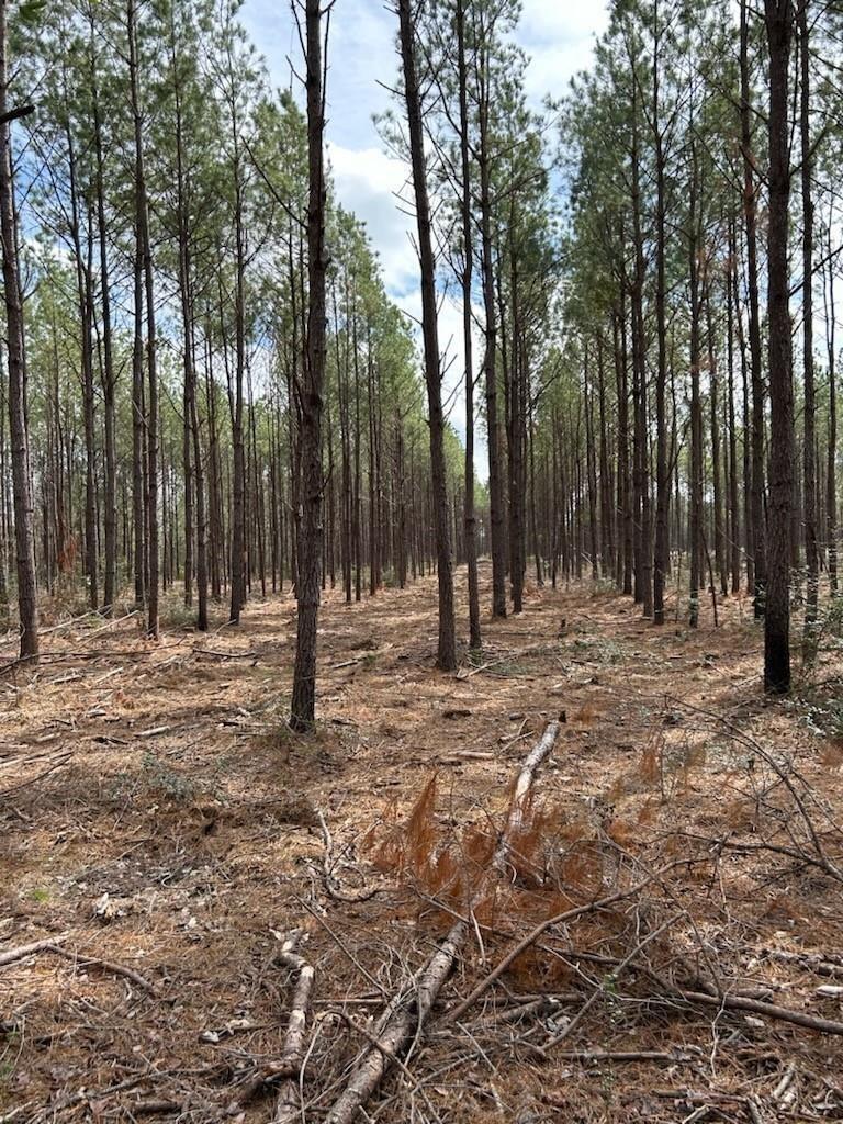 Property Photo: Tract 1 Lloyd Walker Road TX 75949