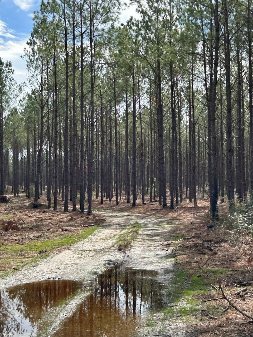 Property Photo: Tract 5 Lloyd Walker Road TX 75949