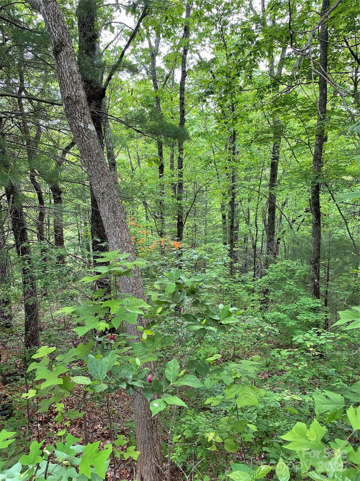 Property Photo: 200 River Crest Drive 6 NC 28731