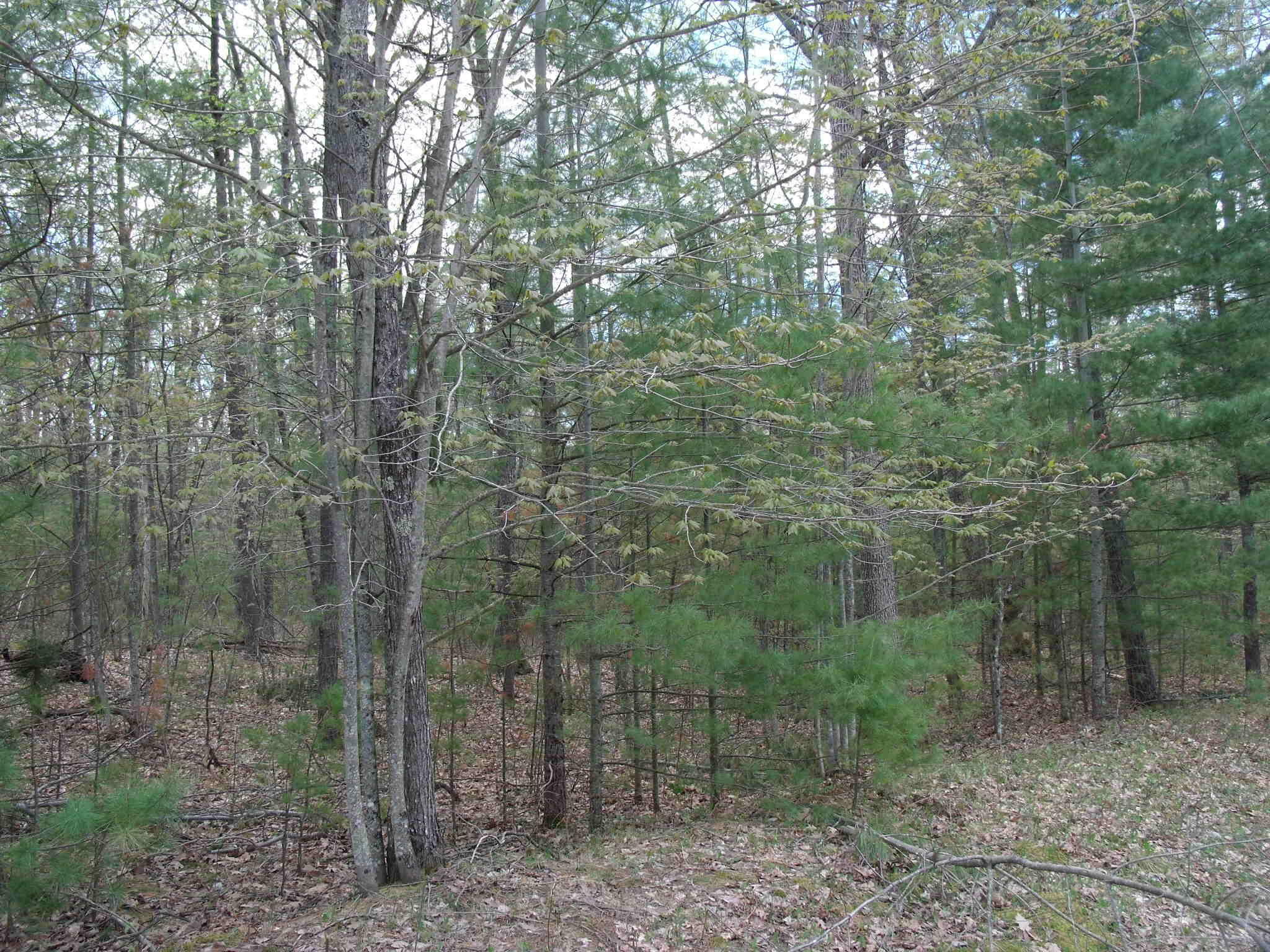 6845 Sequoia Drive  Indian River MI 49749 photo