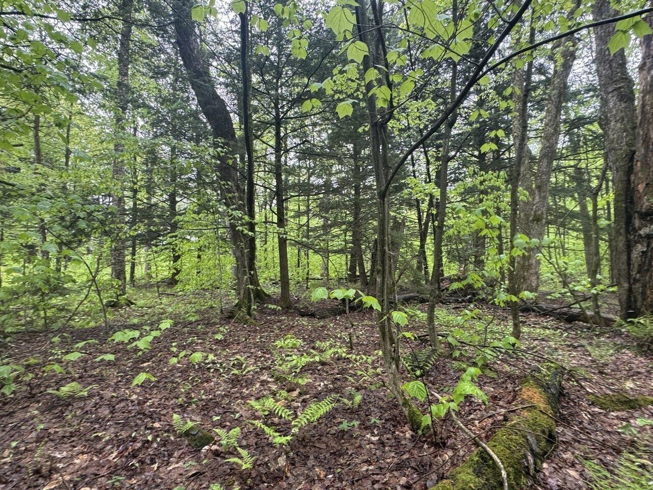Property Photo: 1585 Amidon Road VT 05471