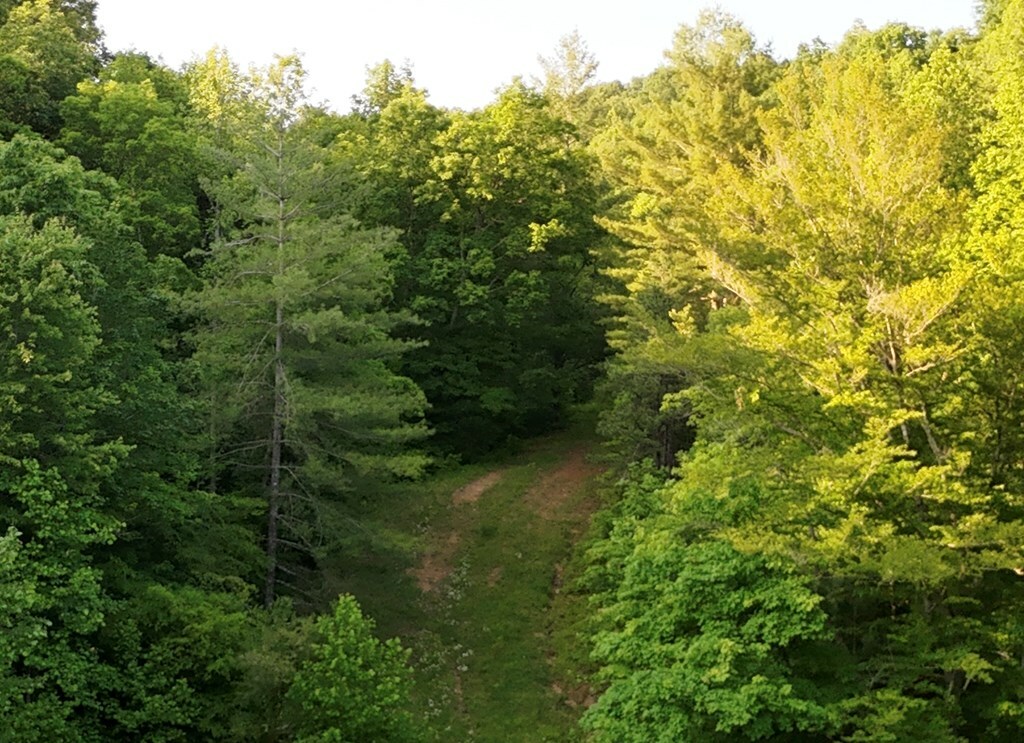 Property Photo:  0 Calico Fork Rd  KY 41230 