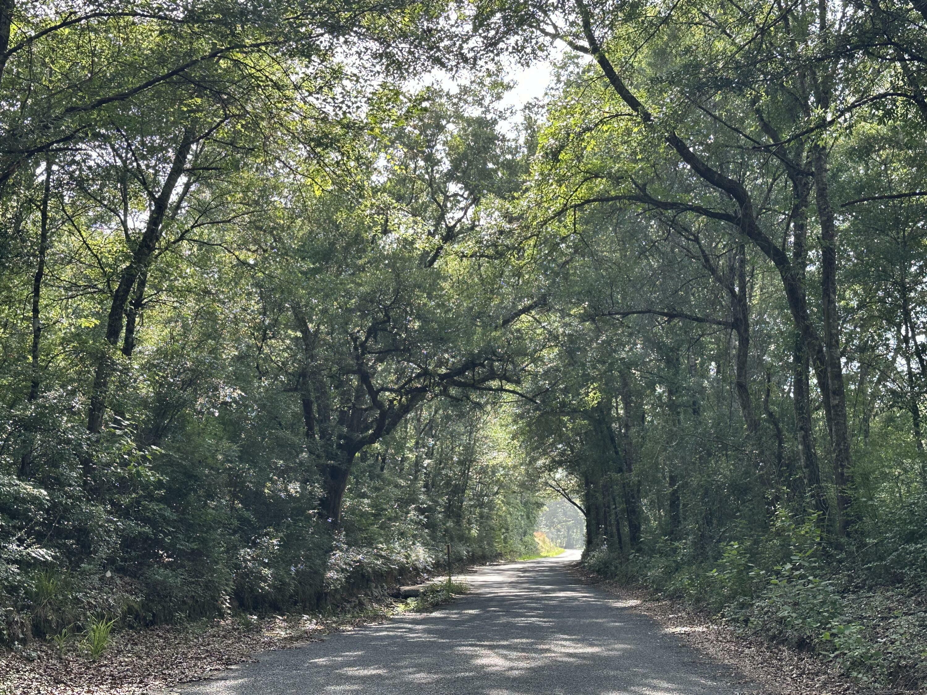 Property Photo: 228+/- Ac Old River Road FL 32531