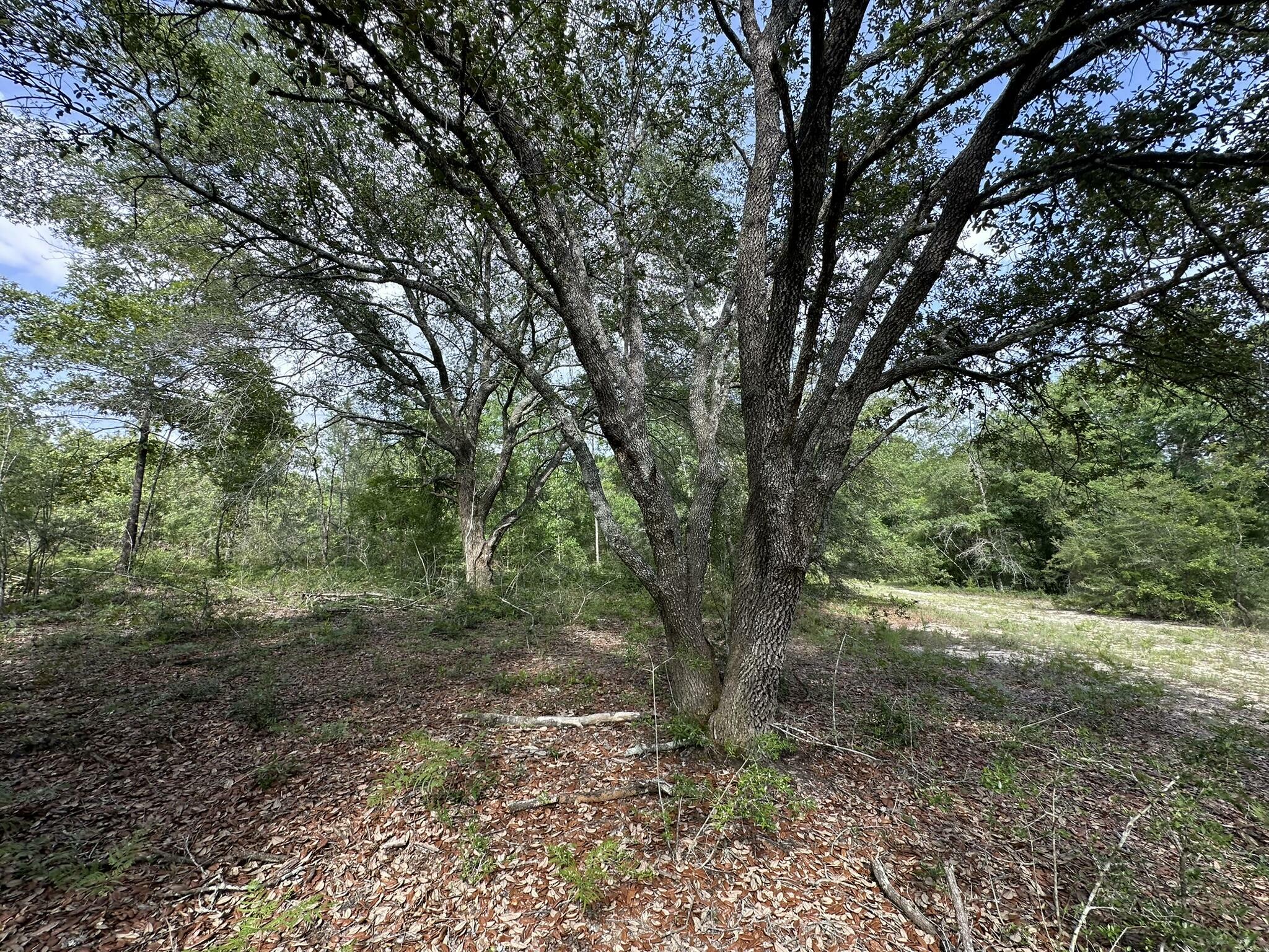Property Photo:  40 Ac +/- Old River Road  FL 32531 