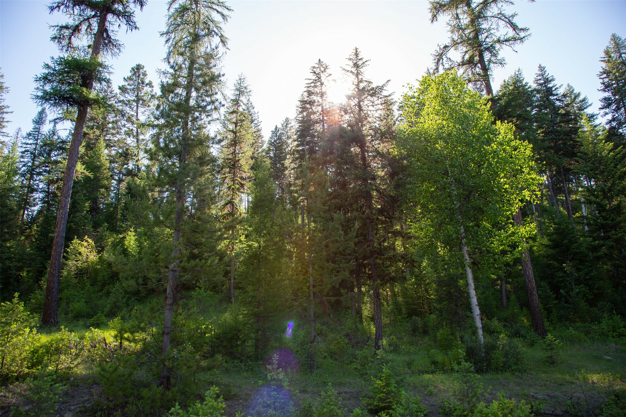 Property Photo: Tbd Skyline Ridge Ranch Road MT 59937