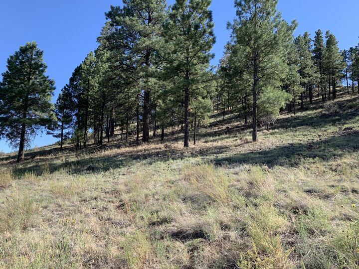 Property Photo: 11668 N Rope Arabian Road 2 AZ 86004