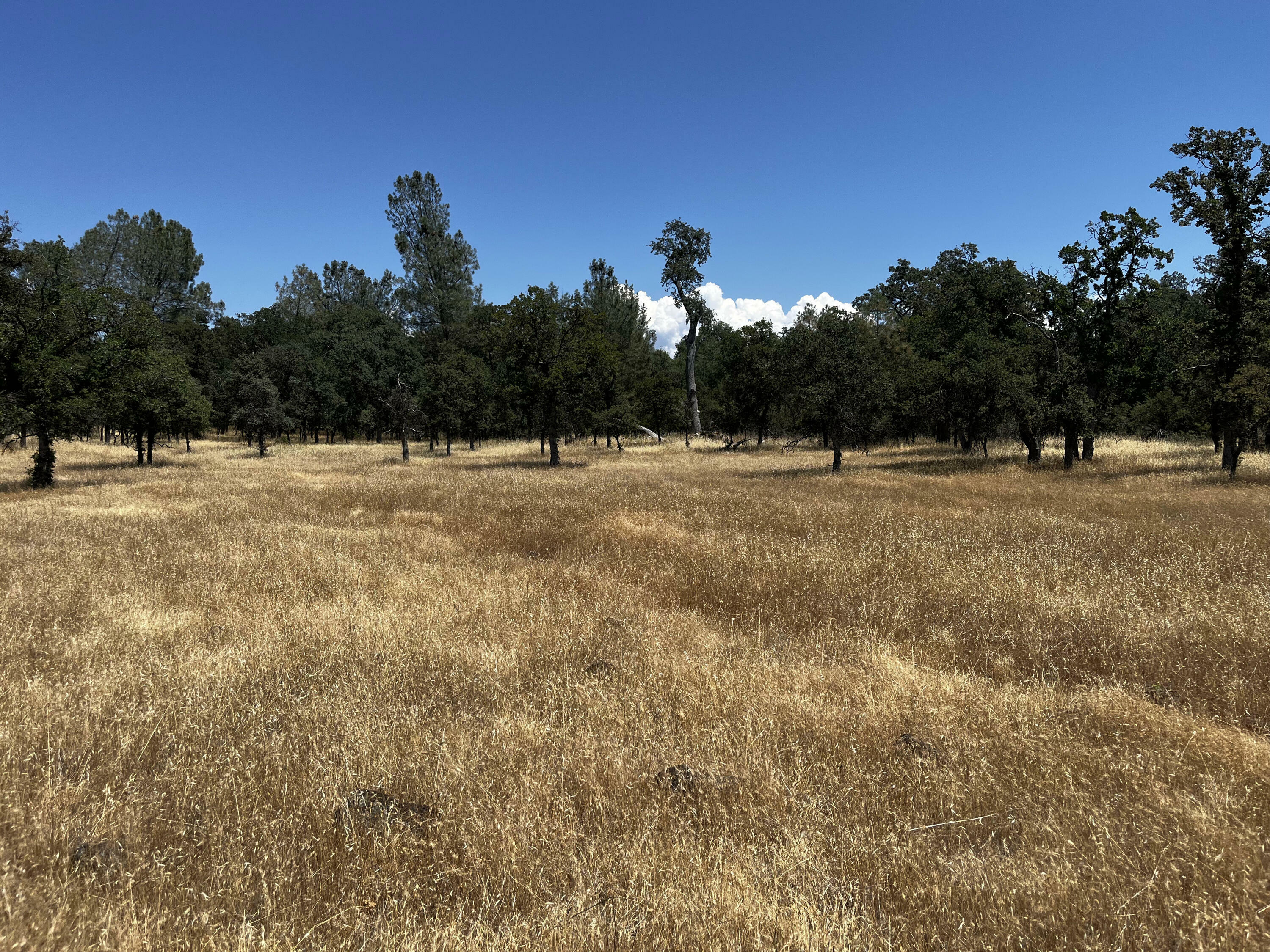 Property Photo:  Wilson Hill Road  CA 96059 