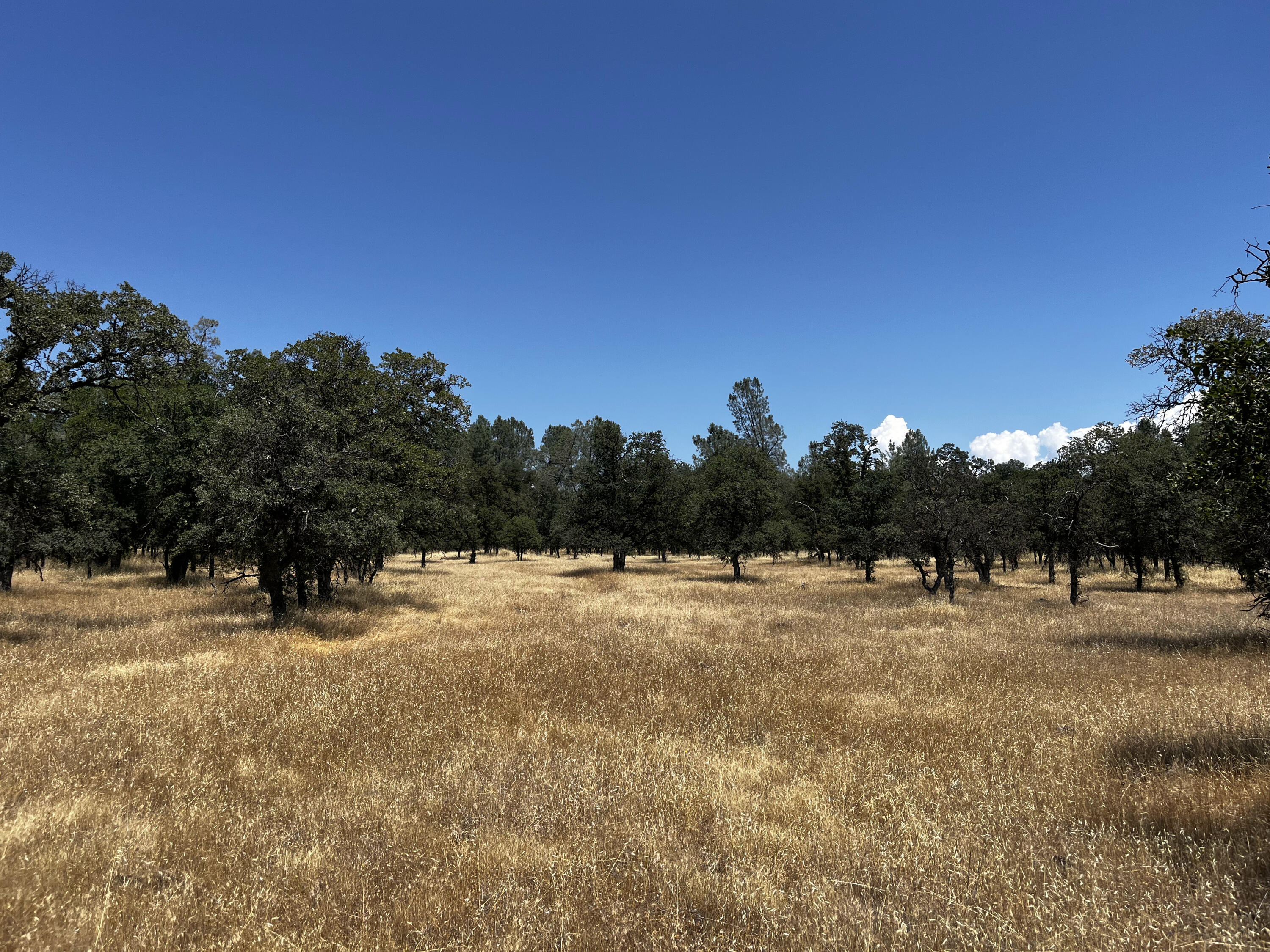Property Photo:  Wilson Hill Road  CA 96059 