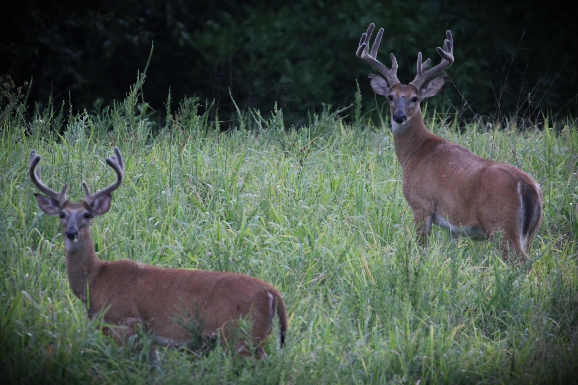 Property Photo: 420 Strawberry River Road AR 72565