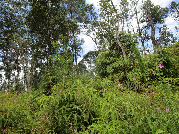 Property Photo:  Lehua Rd  HI 96778 