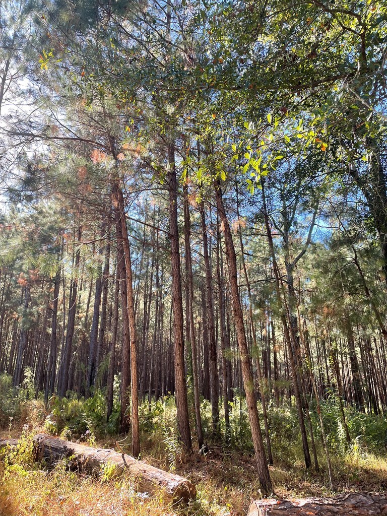 Property Photo:  2427 Pierce Chapel Road  GA 39827 
