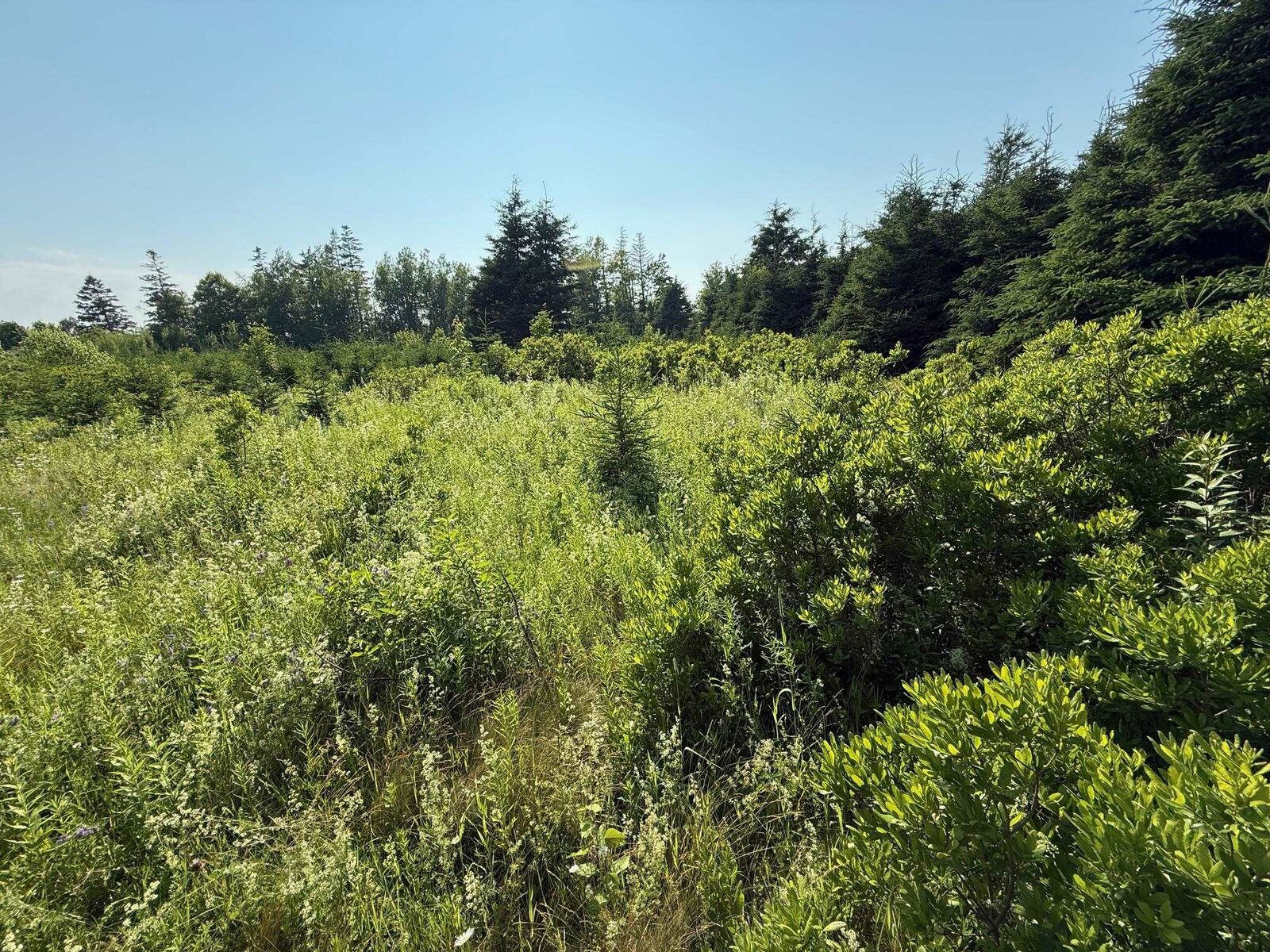 Property Photo:  46 Sheri Court  PE C0B 2C0 