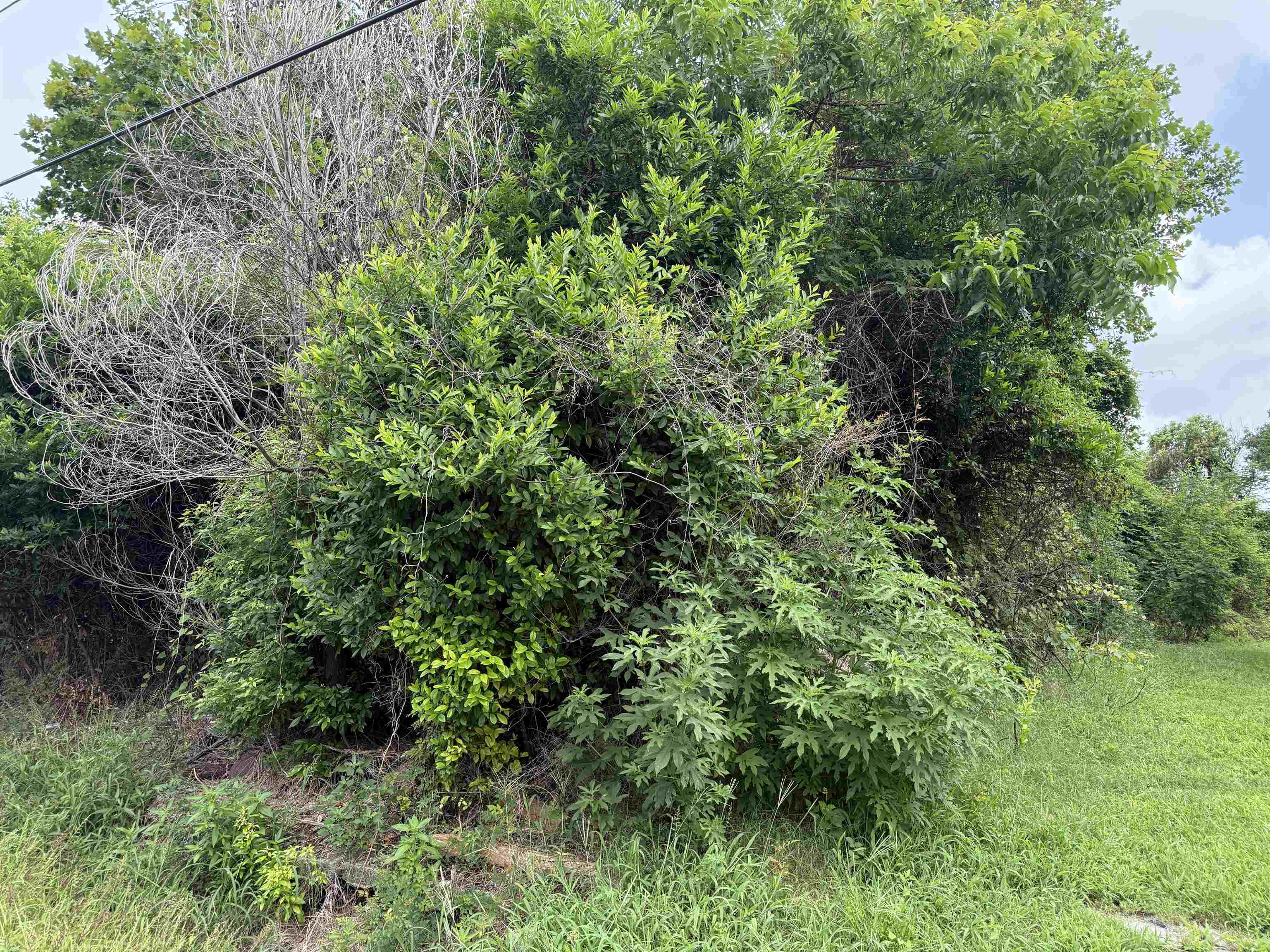 Property Photo:  808 W Hart  TX 77630 