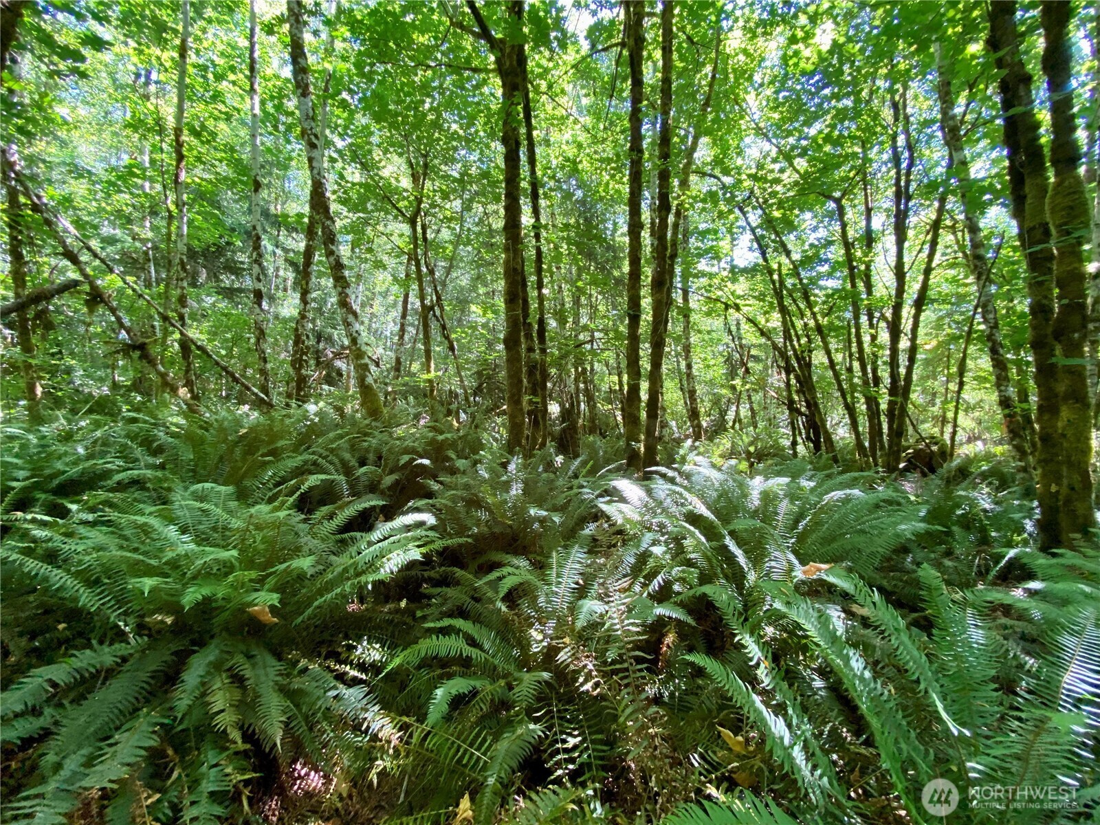 Property Photo: 0 Tr4 SE Wellswood Way WA 98584