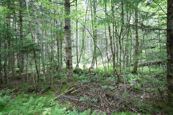Property Photo:  Lot 1 Birch Road Branch  NS B0H 1N0 