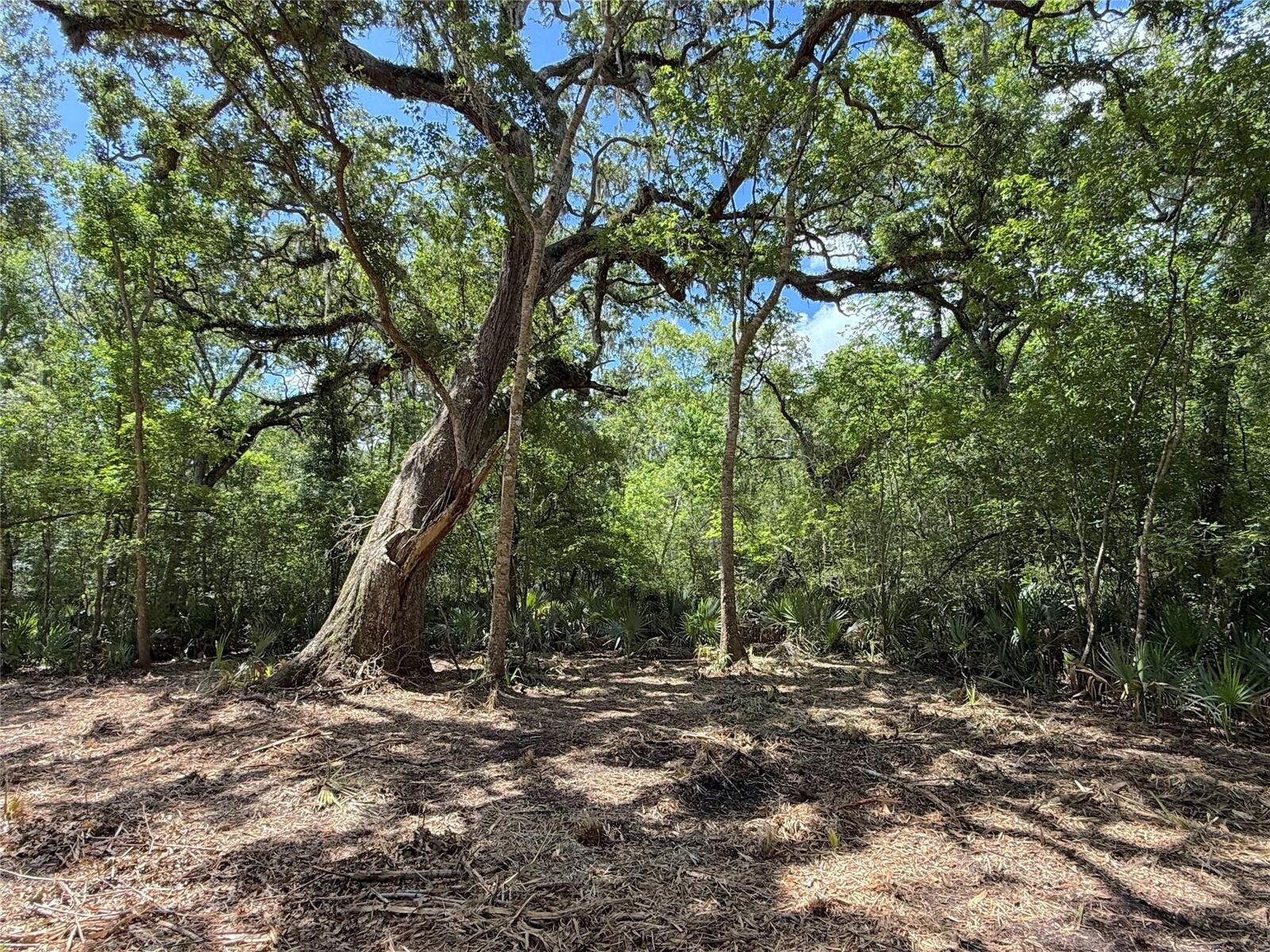 Property Photo:  17480 County Road 945  TX 77422 