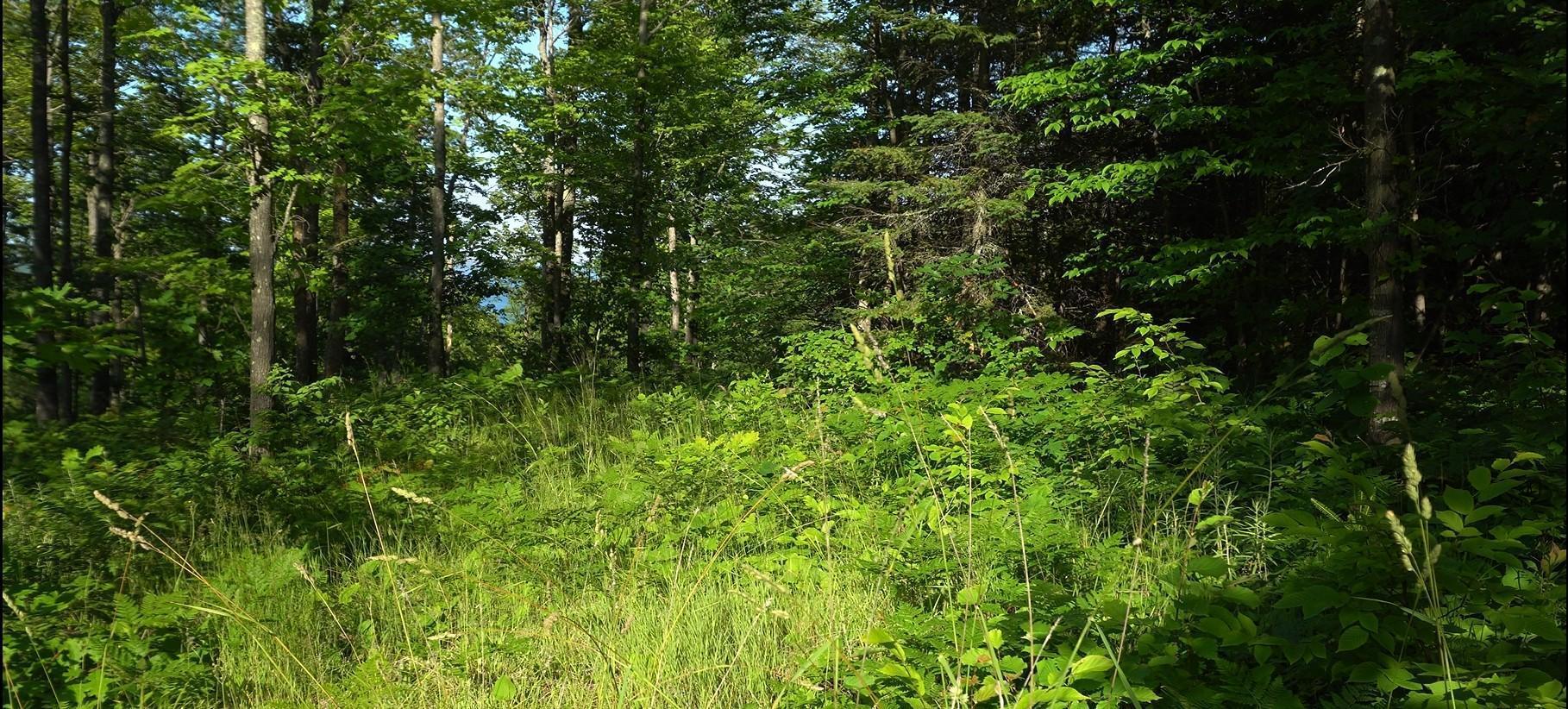 Property Photo: 83xxx - Lot 12 Ashwabay Road WI 54814