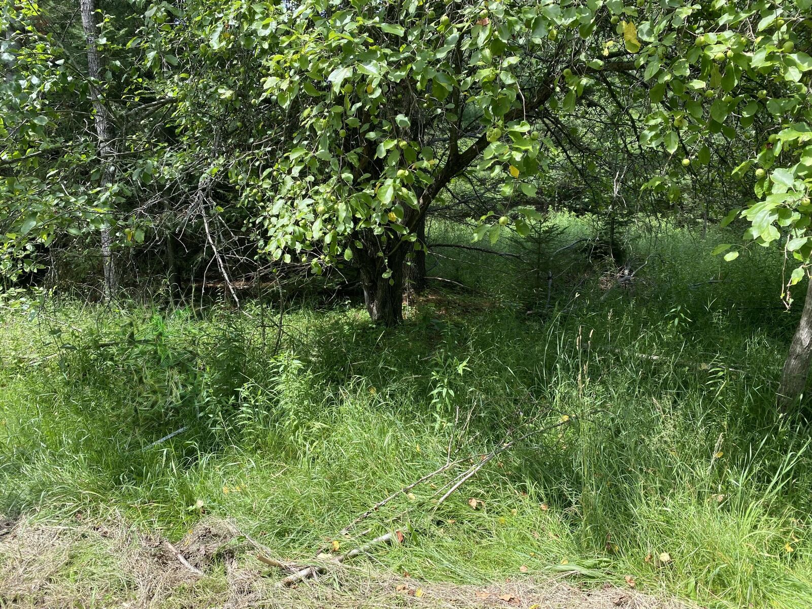 Property Photo: V/L Walsh Road MI 49721