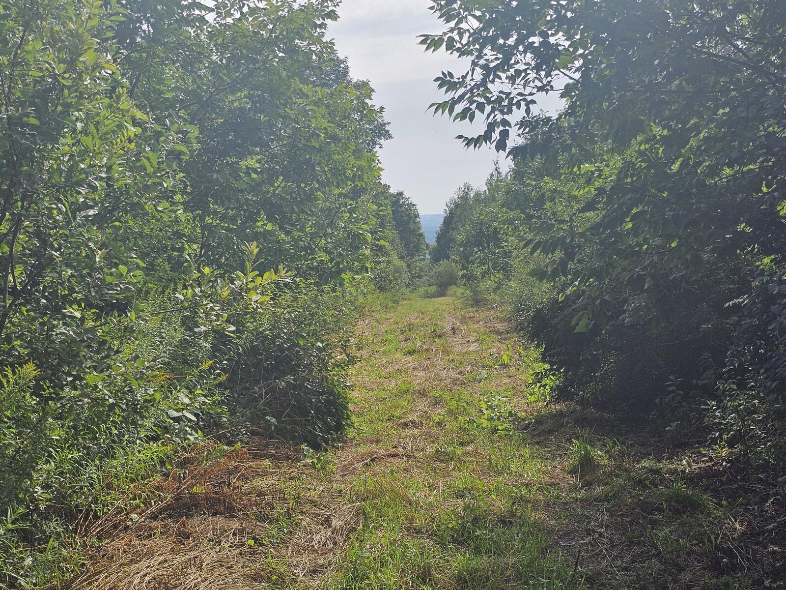 Property Photo:  L3 M,R-1 Aroostook Scenic Highway  ME 04765 