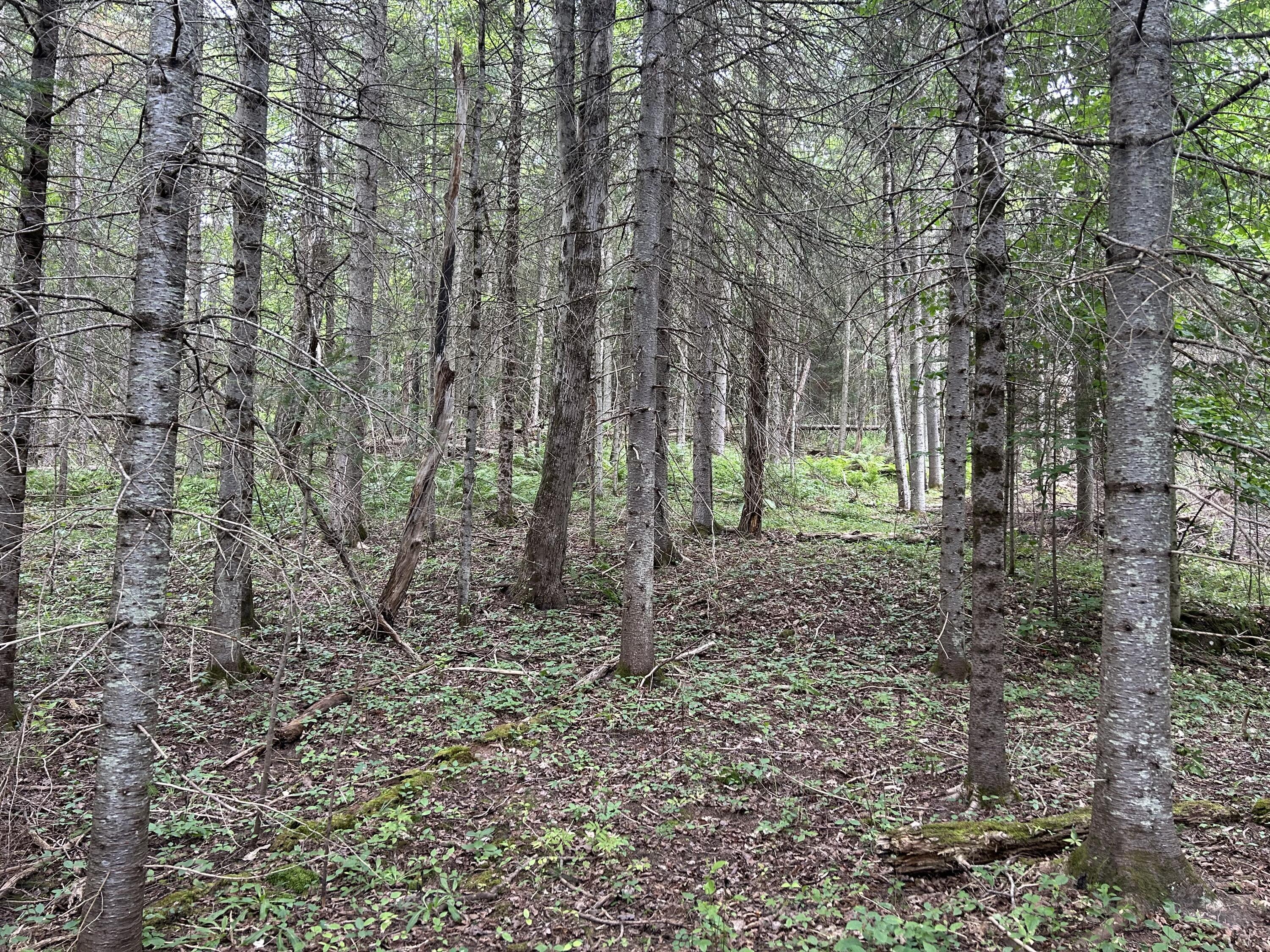 Property Photo:  0 State Route 3  NY 12981 