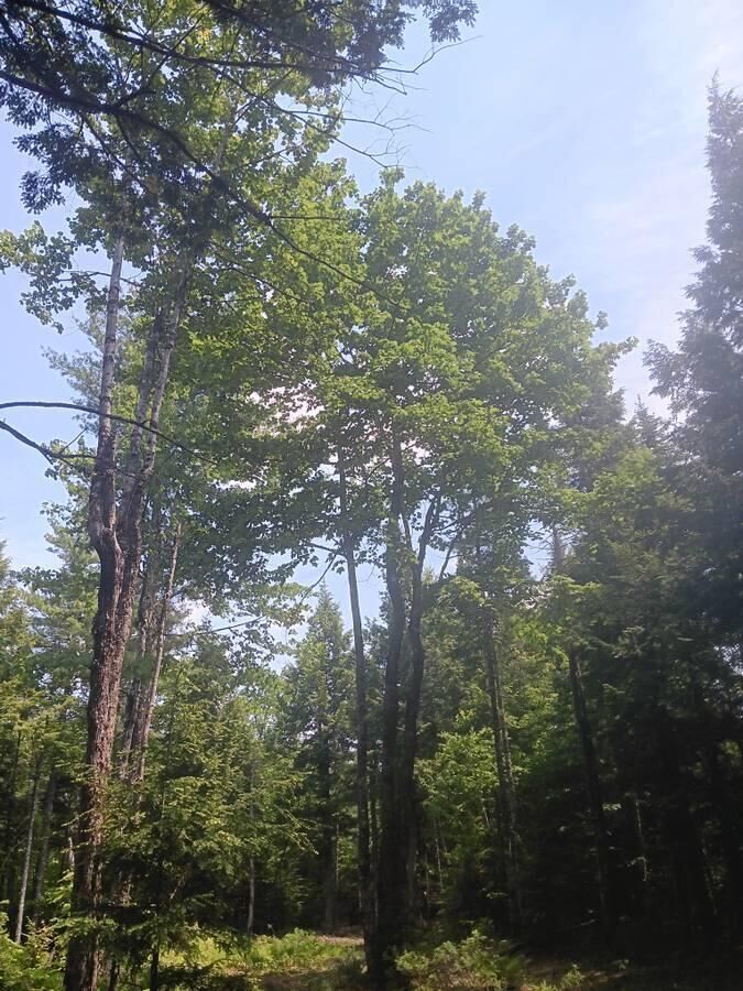 Property Photo: Lot #20 Peaceful Point Road ME 04605