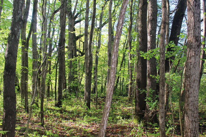 Property Photo:  104th Avenue  MI 49010 