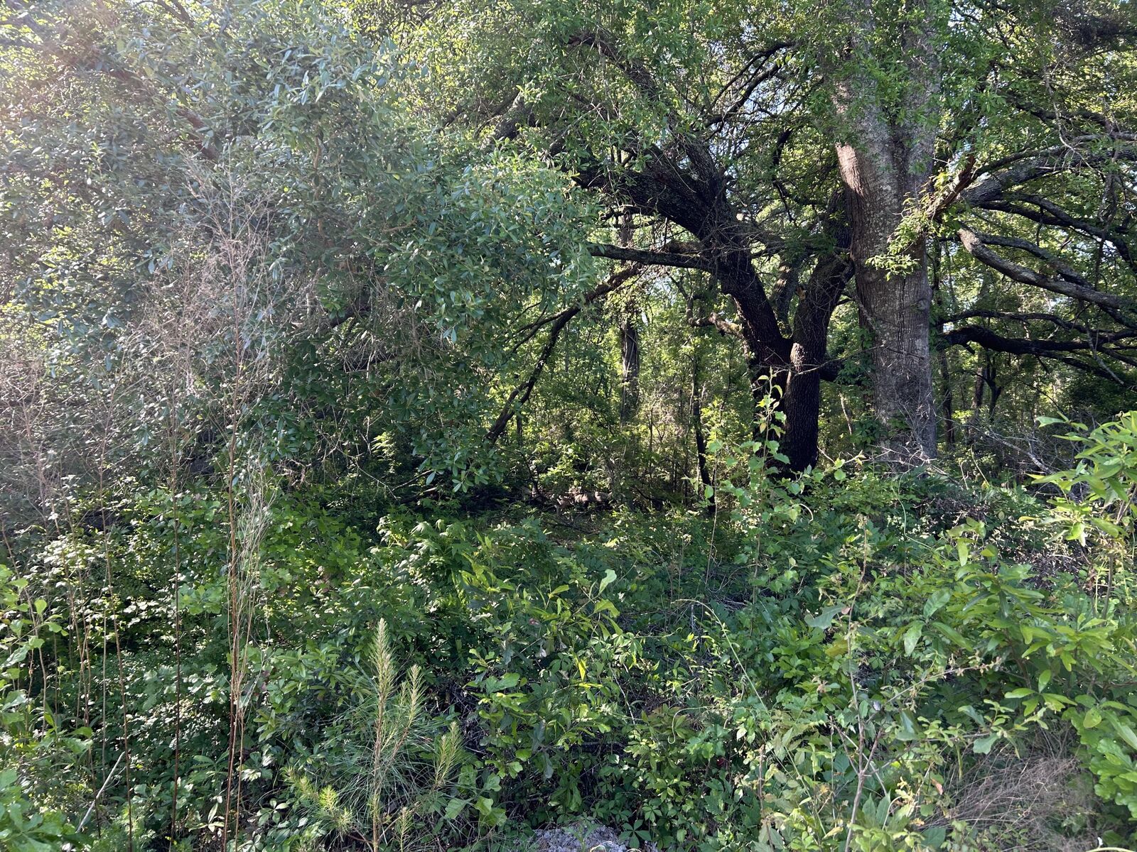 Property Photo: Tbd Black Avenue SC 29003