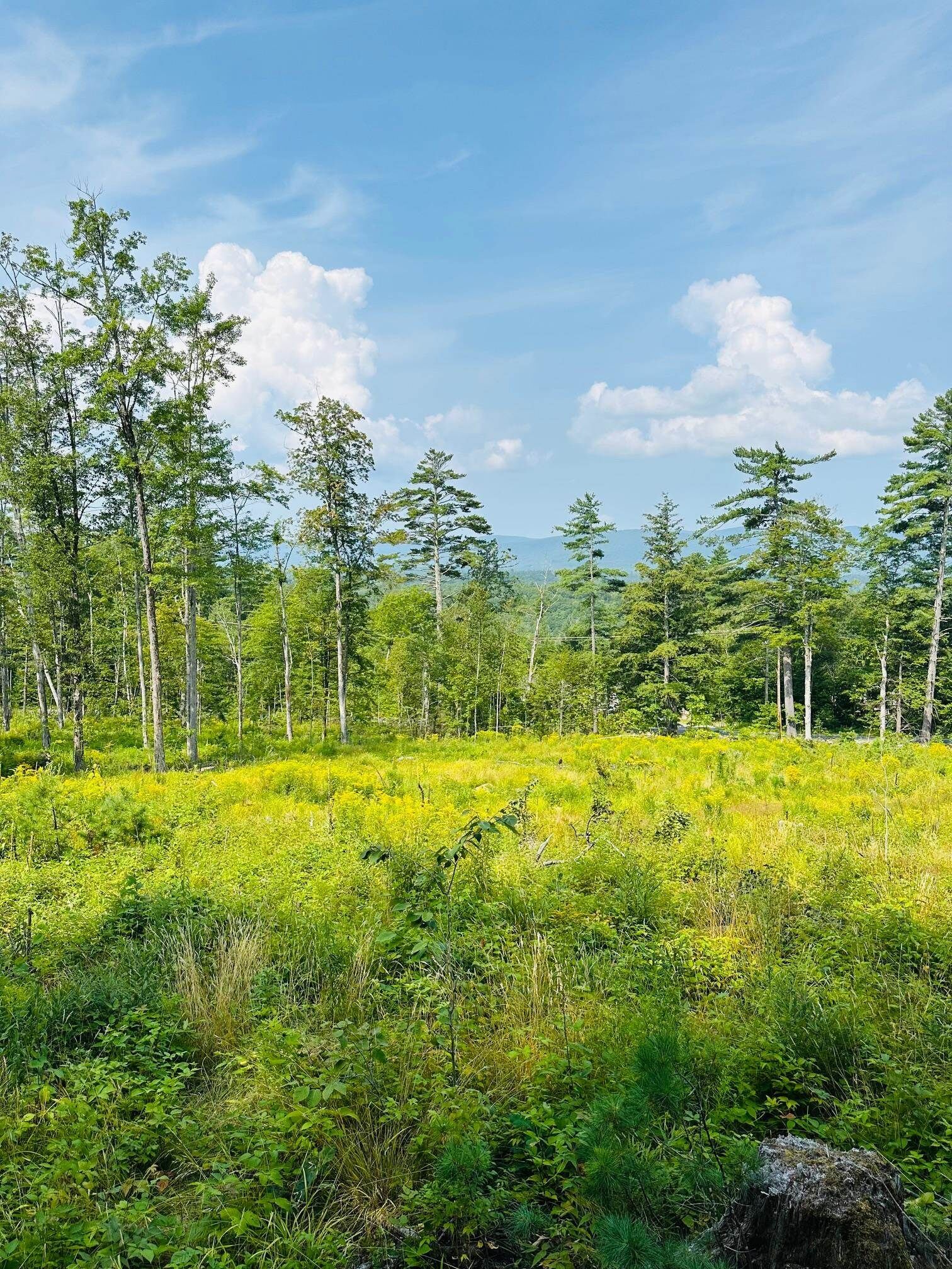 Property Photo: 2024 Route 114 NH 03221-0000