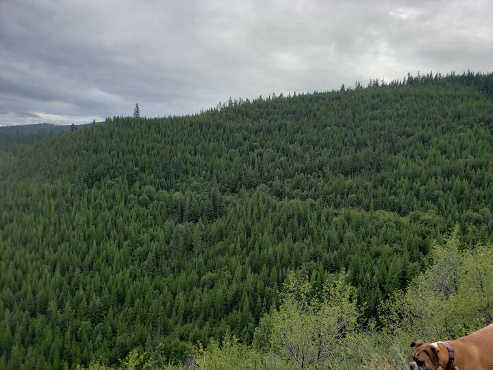 Property Photo:  Tract 20 Nine Mile Road  MT 59846 