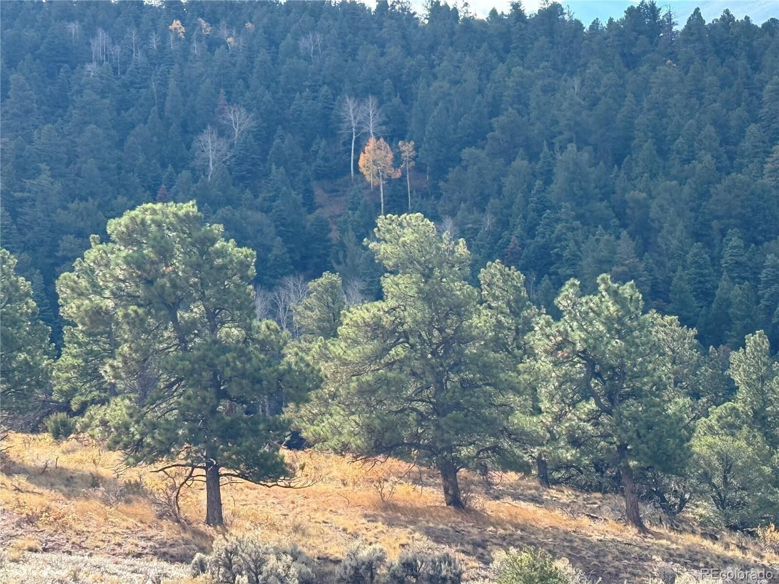 Property Photo:  284 Borman Dr  CO 81133 