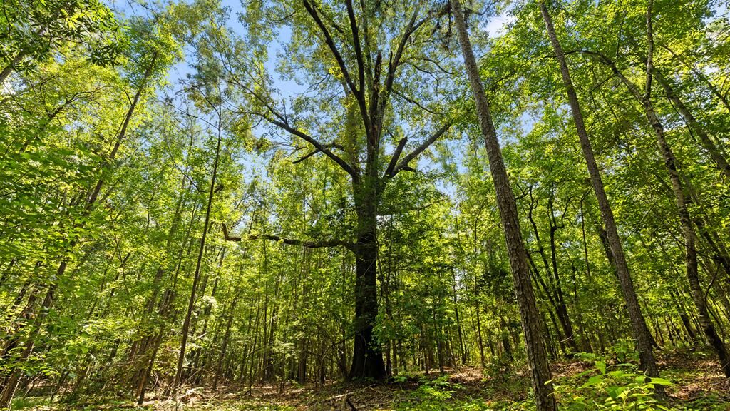 Property Photo:  55.4 Acres Ga Highway 0355  GA 31803 
