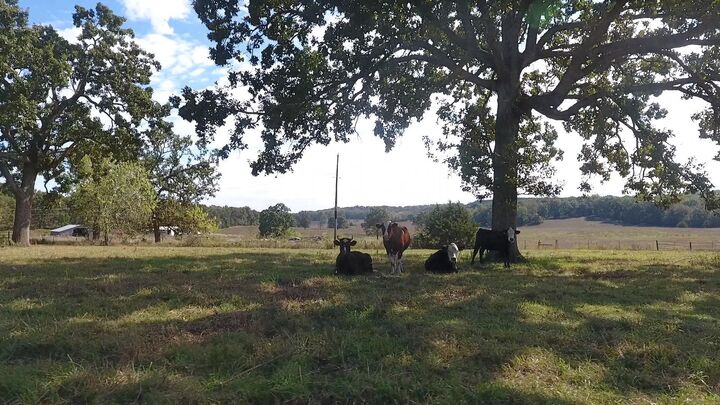 Property Photo: 000 County Road 113 MO 65606