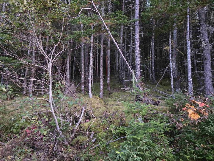 Property Photo:  Land 104 Highway  NS B0E 2X0 