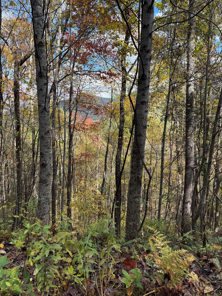 Property Photo:  46/51 Big Secret Ln  NC 28906 