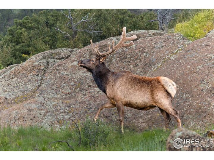 Property Photo: 321 May Ave CO 80540