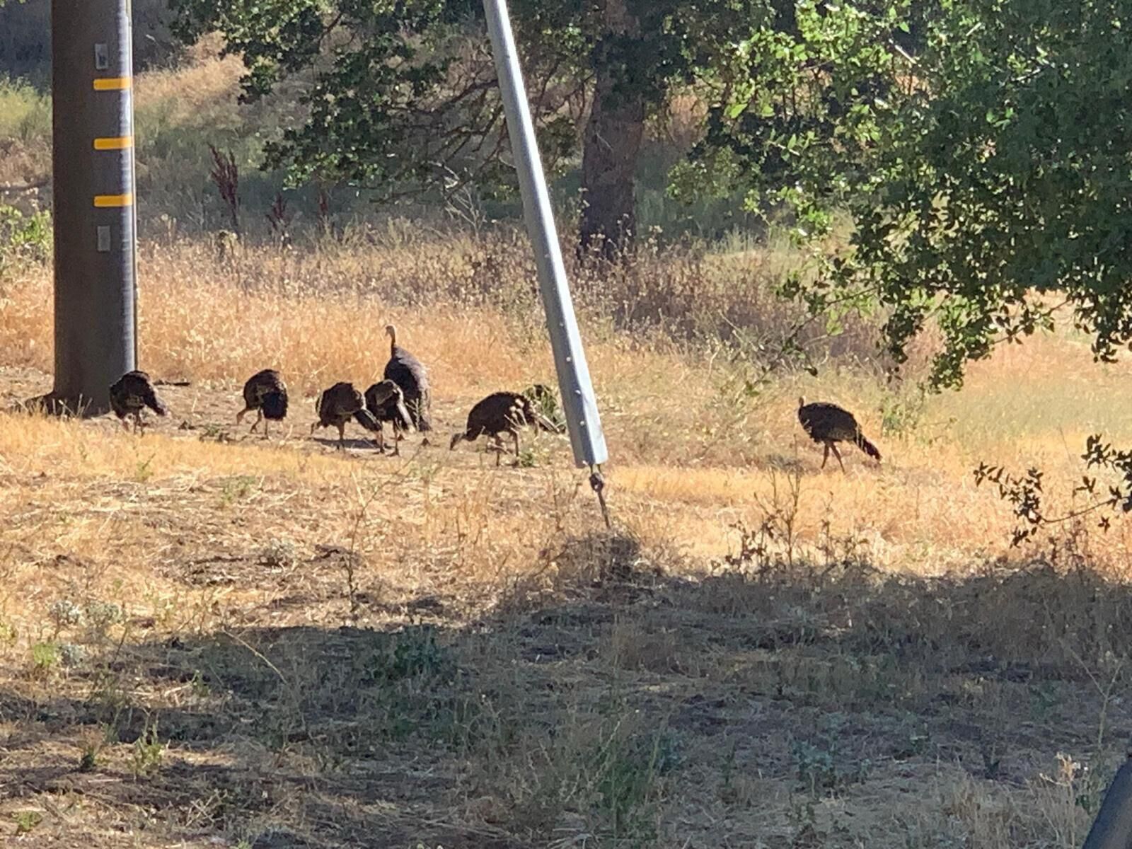 Property Photo:  45171 Balch Park Road  CA 93265 