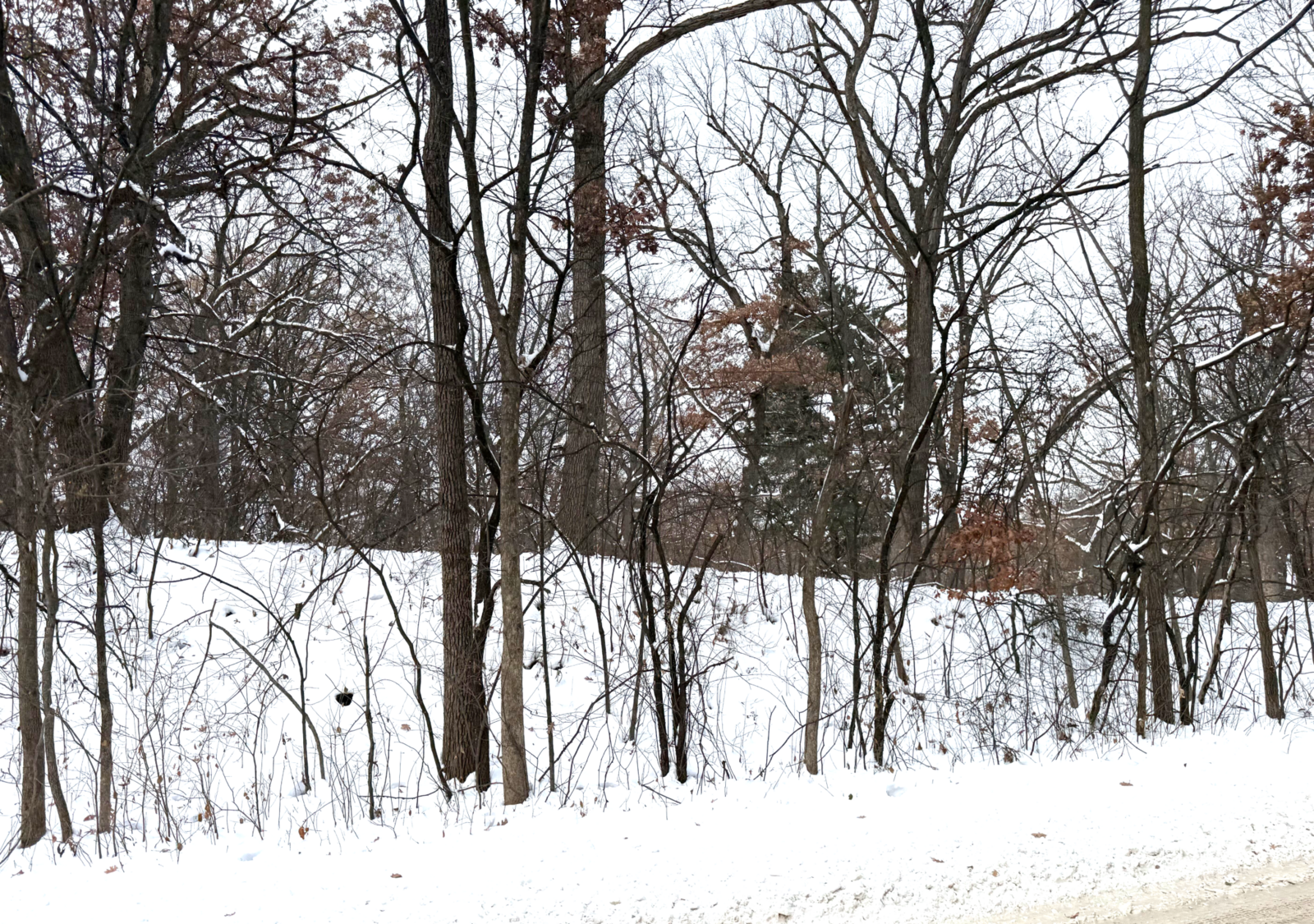 Property Photo:  377 Totem Road  MN 55119 