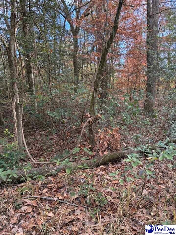 Property Photo:  Tbd Black Creek Road  SC 29501 