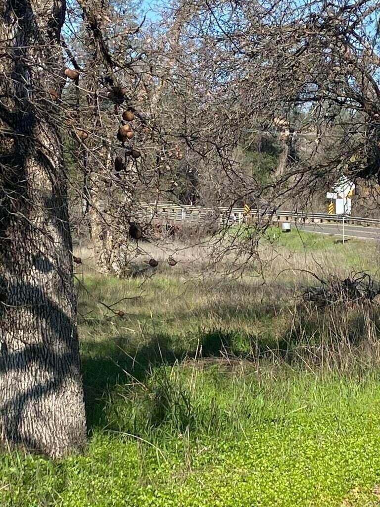 Property Photo:  99999 Churn Creek Road  CA 96002 