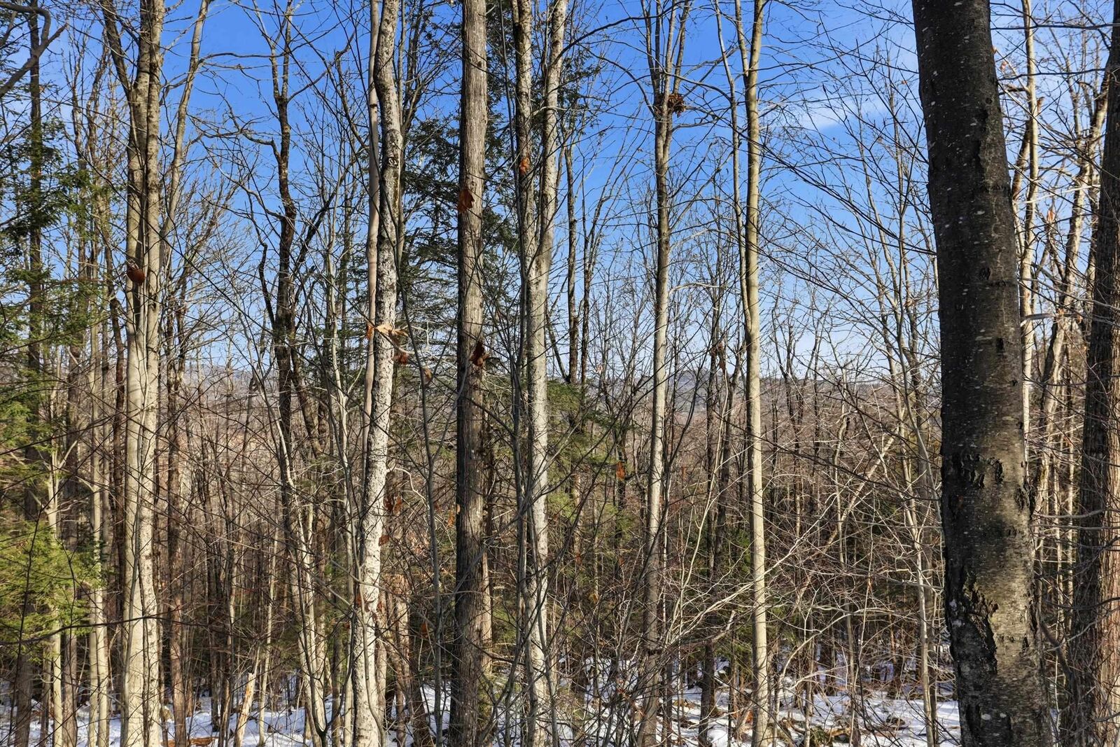 Property Photo:  Tax Map5b Lot97 Nh Route 114  NH 03242 