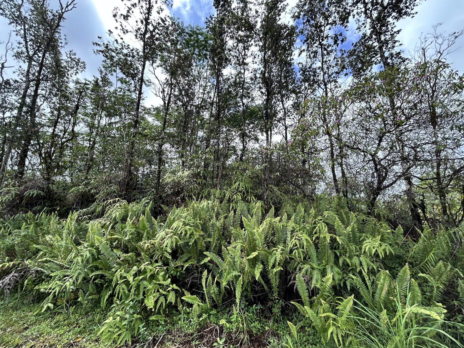 Property Photo:  Aloha Ct  HI 96760 