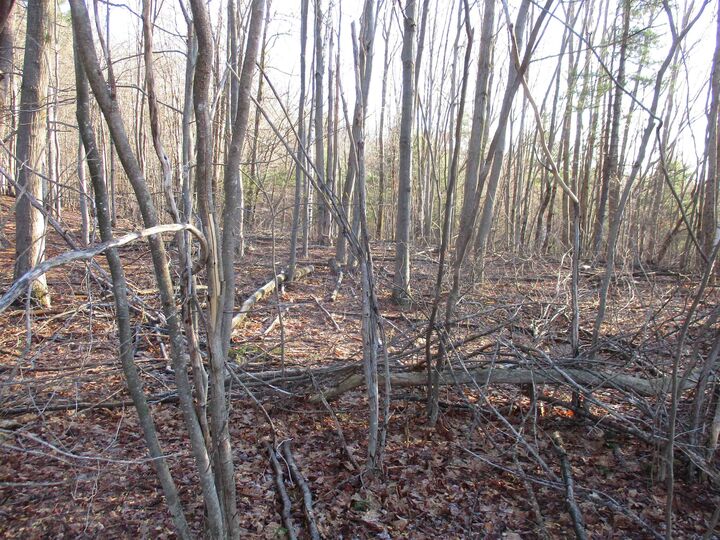 Property Photo:  5A-10-5 Farley Ball Road  NH 03084 