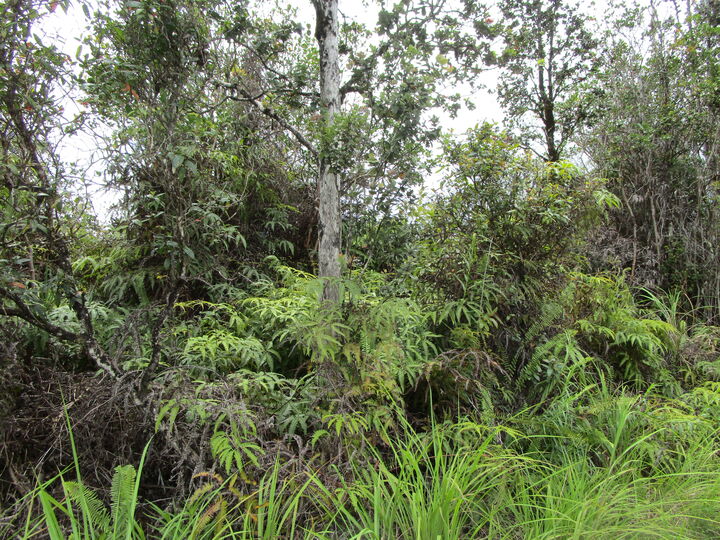 Property Photo:  Road 7 (Opeapea)  HI 96760 