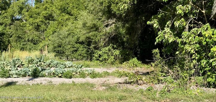 Property Photo:  00 County Road 213  FL 34785 