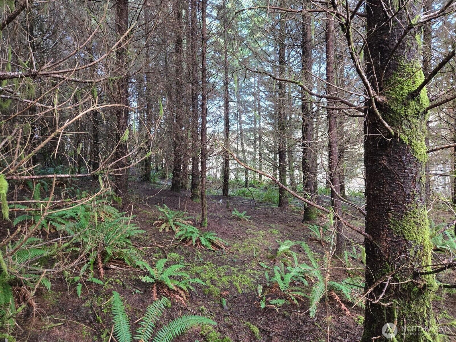 Property Photo:  0 End Of  Workman Creek Road  WA 98541 