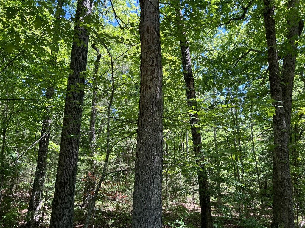 Property Photo:  Terrapin Road  AR 72601 