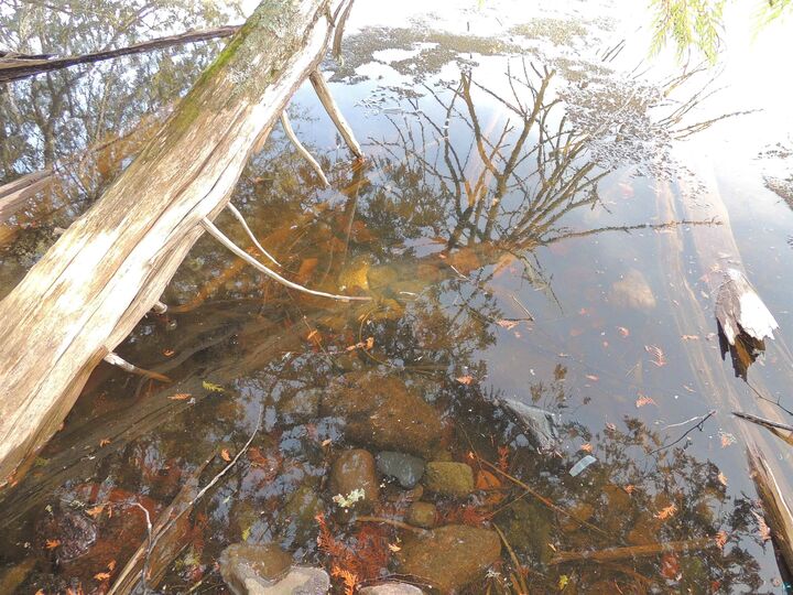 Property Photo: 210 E Deeryard Lake Rd MN 55612